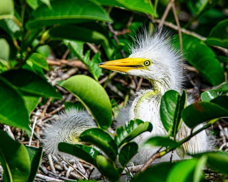 A bird at Wakodahatchee Wetlands, Delray Beach, FL