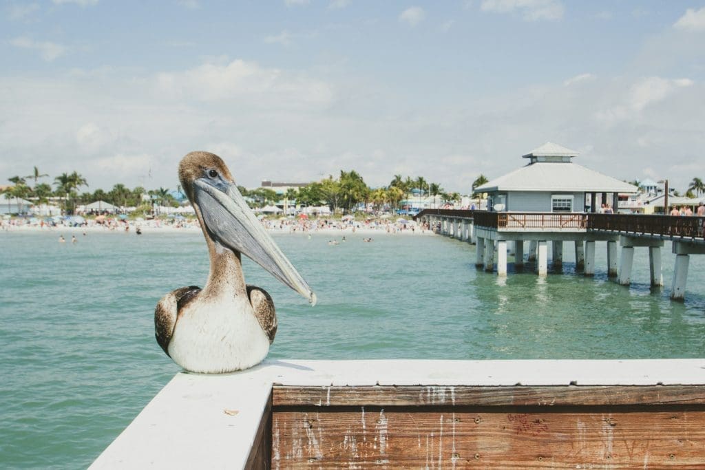 A pelican sitting on a pier in Fort Myers Beach